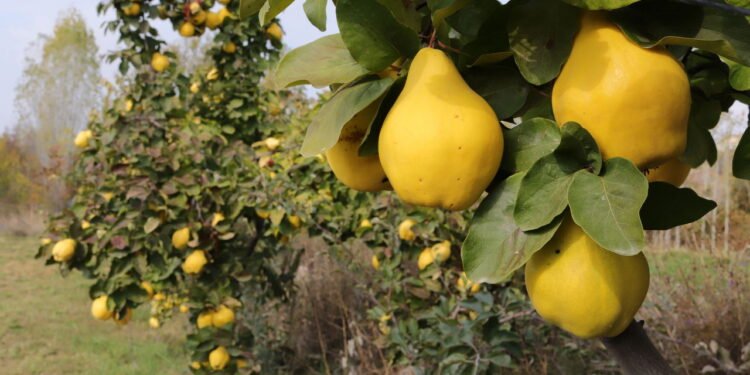 Marmelo - Créditos: depositphotos.com / reflex_safak