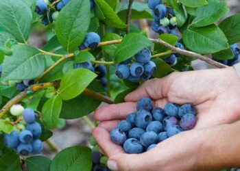 Os 5 alimentos que protegem o cérebro e ajudam na memória ao envelhecer