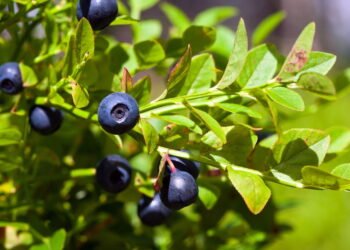 Essas pequenas frutas podem ajudar a baixar a pressão alta