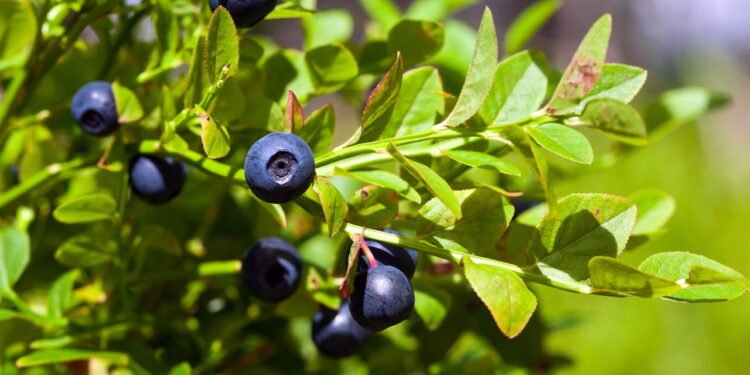 Essas pequenas frutas podem ajudar a baixar a pressão alta