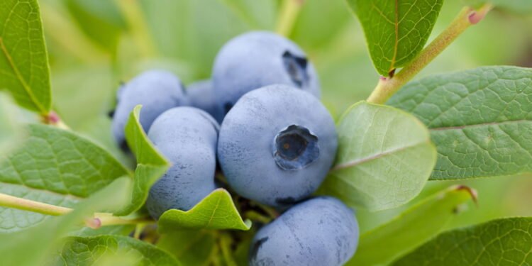 7 alimentos ricos em antioxidantes que você deveria comer, de acordo com nutricionistas