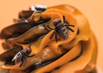 Cansado de lutar contra moscas-das-frutas na cozinha? Um especialista em insetos revela como combatê-las