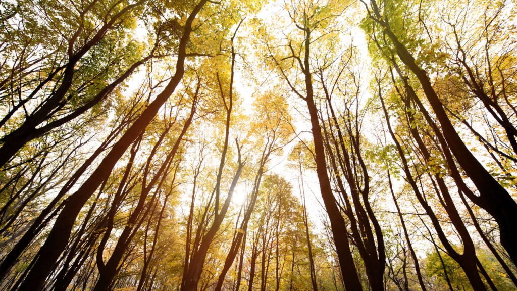 Como esse hábito natural pode mudar sua qualidade de vida?