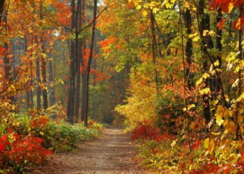 Pare de varrer as folhas quando elas caem no Outono, dizem os especialistas. Eis o porquê.