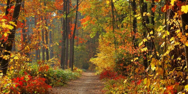 Outono
Créditos: depositphotos.com / phodopus