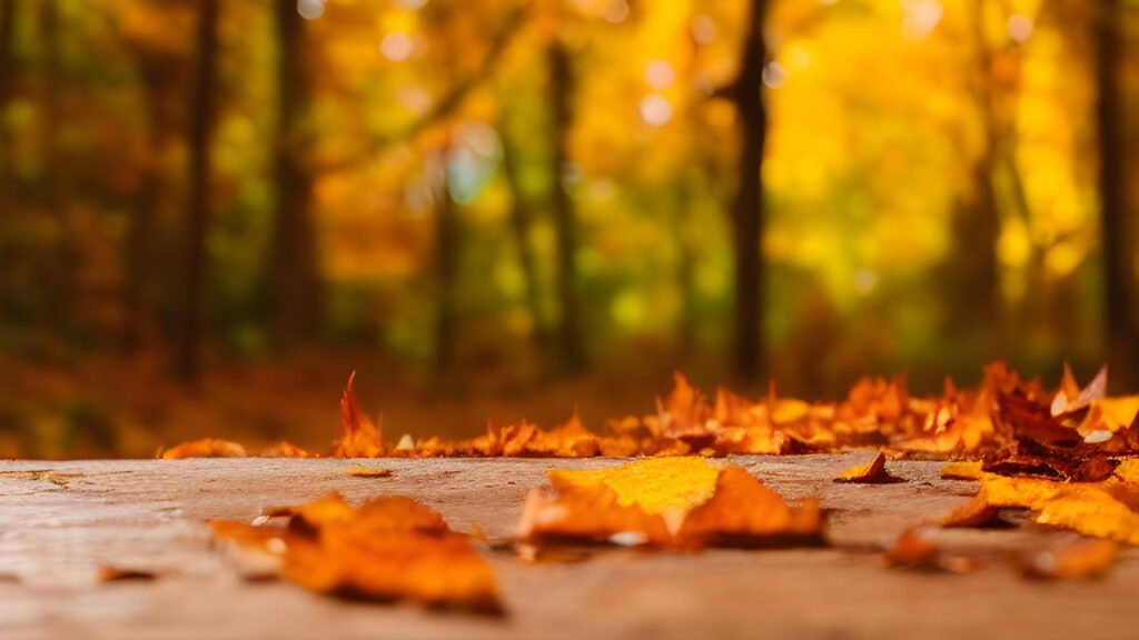 Outono: Leaf Peeping e os benefícios de deixar as folhas caídas