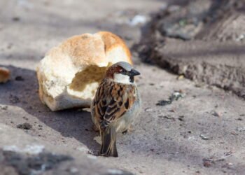 Por que você nunca deve dar pão aos pássaros