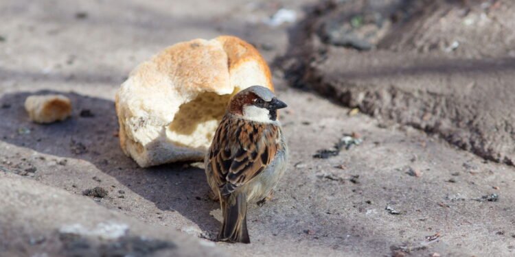 Por que você nunca deve dar pão aos pássaros