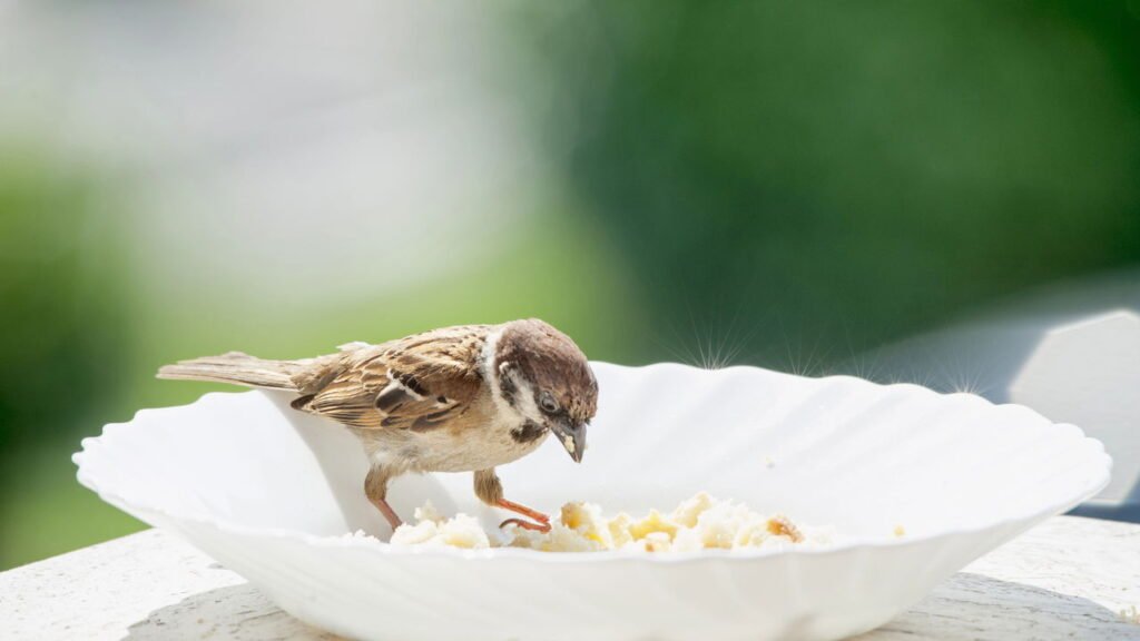 Por que você nunca deve dar pão aos pássaros