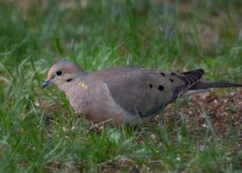 10 maneiras inteligentes de proteger os pássaros em seu quintal