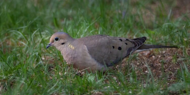 10 maneiras inteligentes de proteger os pássaros em seu quintal
