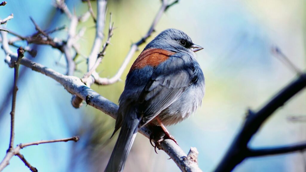 10 maneiras inteligentes de proteger os pássaros em seu quintal