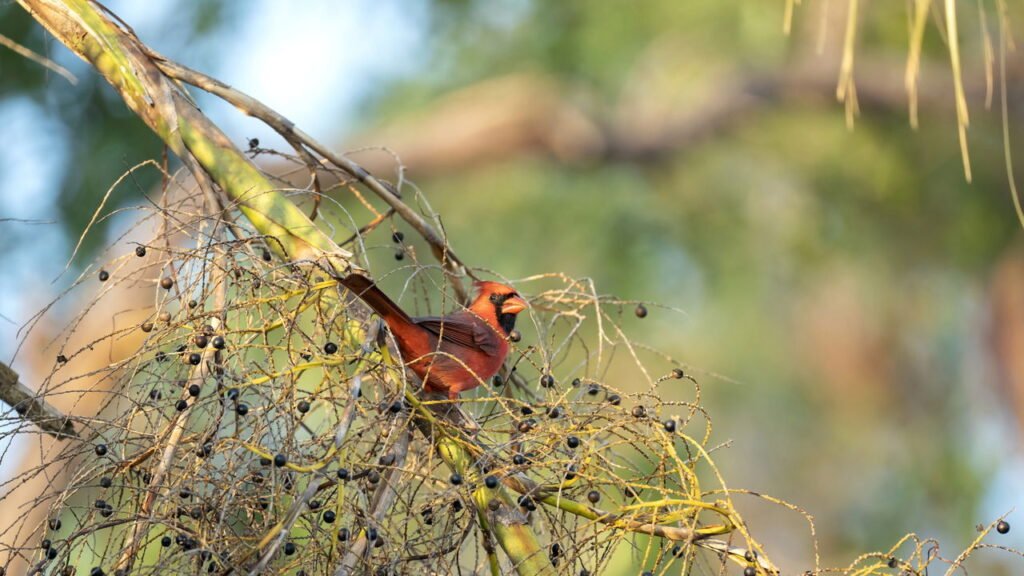 10 maneiras inteligentes de proteger os pássaros em seu quintal