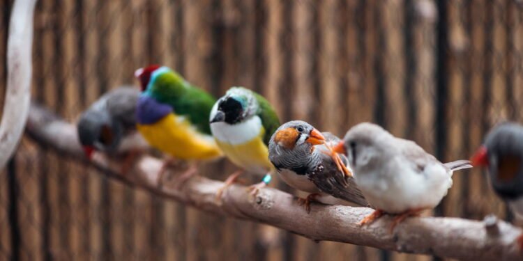 Qual é o seu pássaro, de acordo com sua data de nascimento