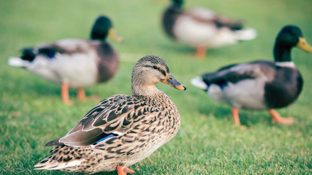 Qual é o seu pássaro, de acordo com sua data de nascimento