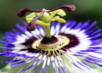 A erva natural que pode te deixar mais calmo e ajuda no combate da ansiedade