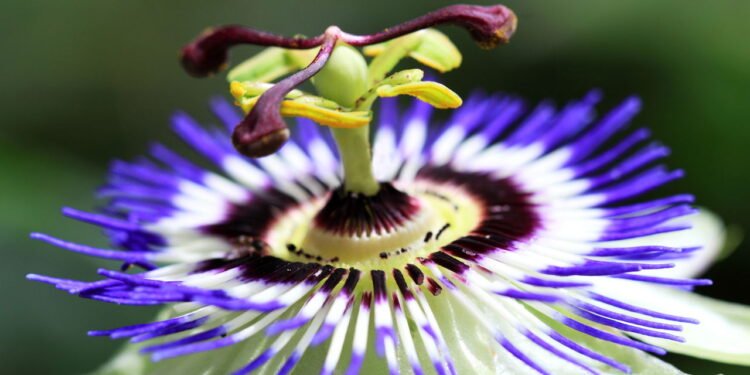 A erva natural que pode te deixar mais calmo e ajuda no combate da ansiedade