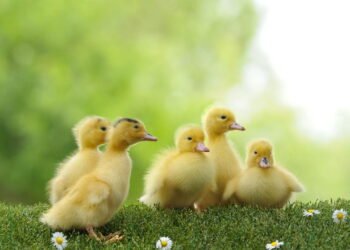 O que significa usar um patinho amarelo na cabeça?