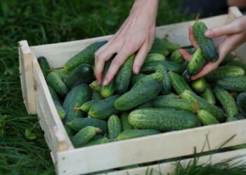 A maioria dos jardineiros colhe pepinos todos errados — veja como fazer certo