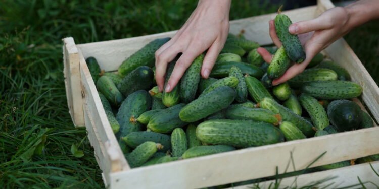 A maioria dos jardineiros colhe pepinos todos errados — veja como fazer certo