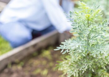 Onde colocar a planta da arruda para atrair dinheiro em outubro, segundo o Feng Shui