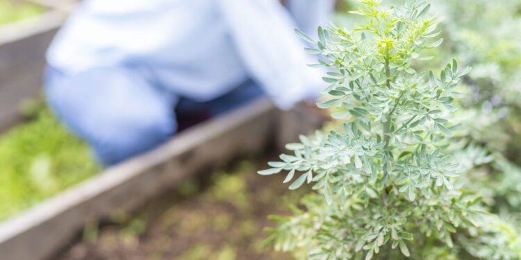 Onde colocar a planta da arruda para atrair dinheiro em outubro, segundo o Feng Shui