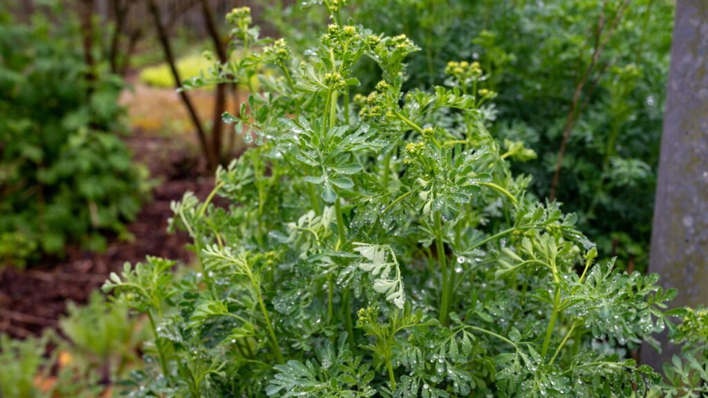 Onde colocar a planta da arruda para atrair dinheiro em outubro, segundo o Feng Shui