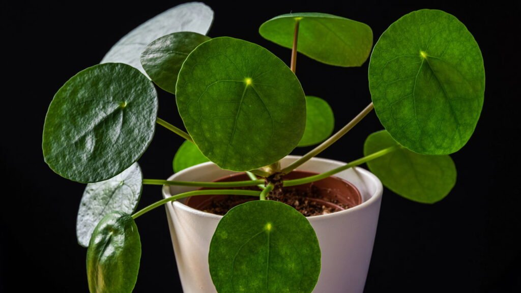 Nem cacto nem bambu: as 5 plantas que atraem energia positiva, segundo o Feng Shui
