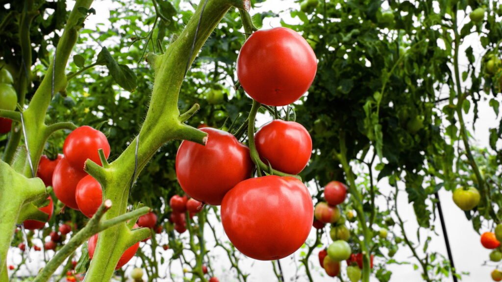 Poucas pessoas sabem: o método de plantar tomates cereja na primavera e colhê-los no verão
