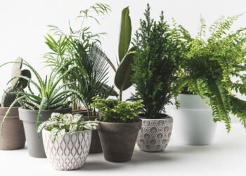 Plantas de interior que não precisam de muita água