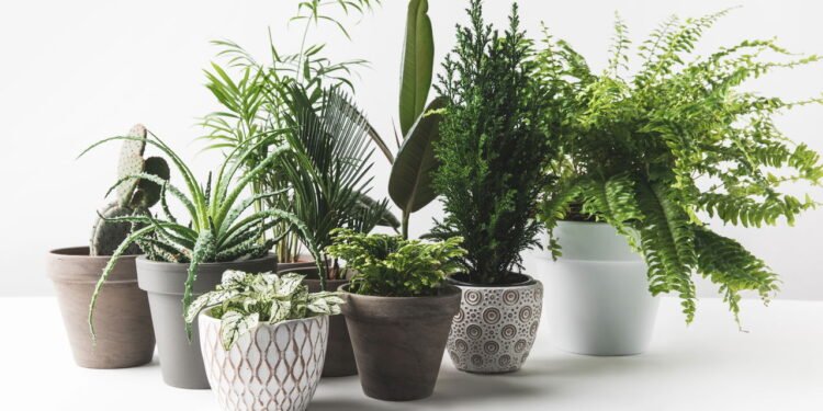 Plantas de interior que não precisam de muita água