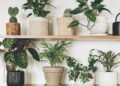 Plantas de casa que quase não precisam de água (então você pode praticamente ignorá-las)