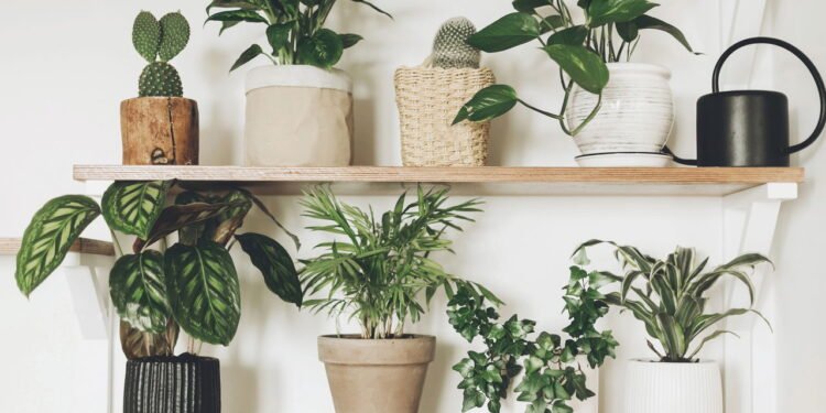 Plantas de casa que quase não precisam de água (então você pode praticamente ignorá-las)