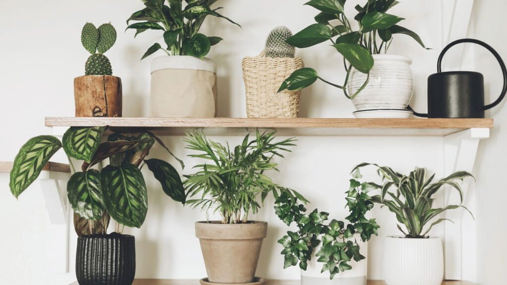 Plantas de interior que não precisam de muita água