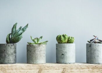 Que planta você deve ter em seu quarto de acordo com seu mês de nascimento