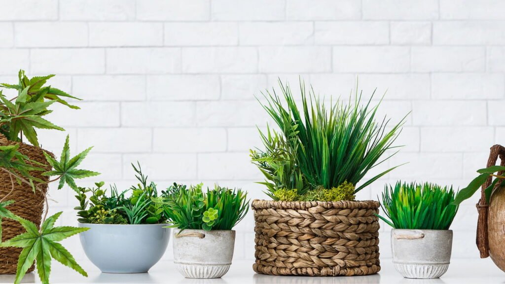 Que planta você deve ter em seu quarto de acordo com seu mês de nascimento