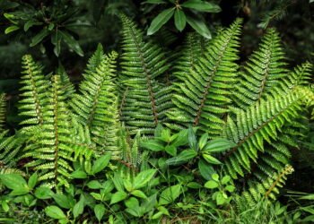 Poucos sabem: por que algumas plantas liberam fragrâncias apenas à noite