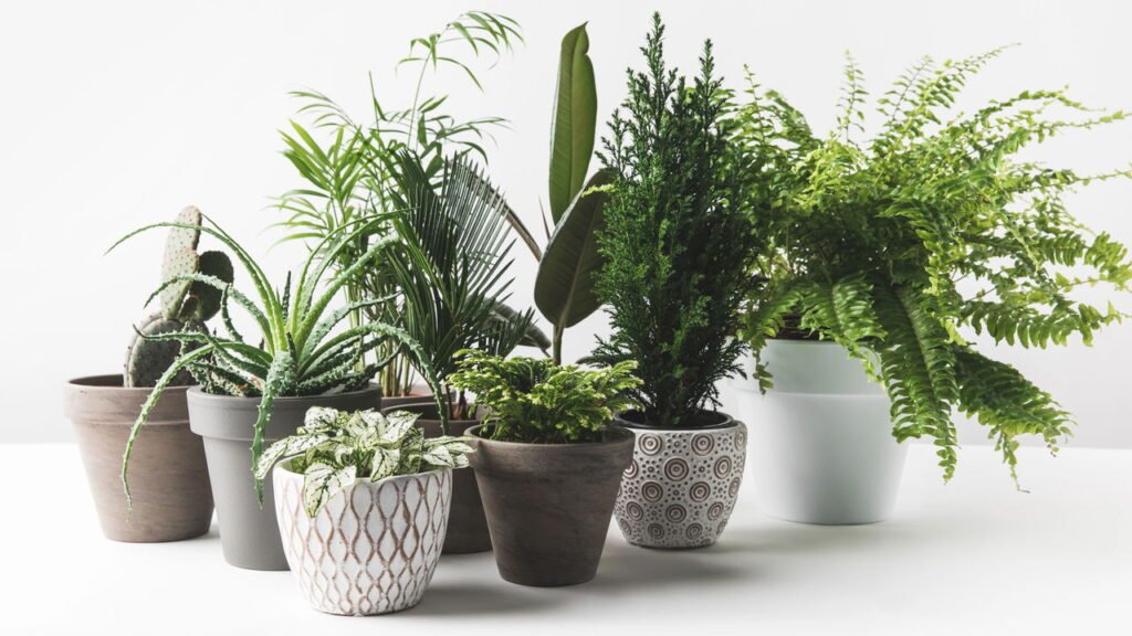 As 5 plantas que atraem boa sorte, segundo o Feng Shui