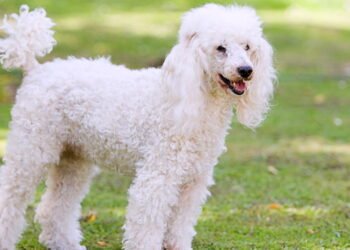 O que significa para uma pessoa ter um poodle como animal de estimação, segundo a psicologia?