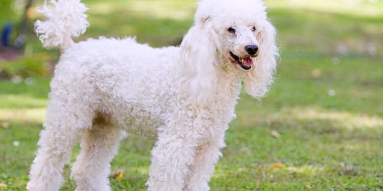O que significa para uma pessoa ter um poodle como animal de estimação, segundo a psicologia?