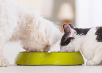 Por que cachorro e gato não podem dividir as rações?