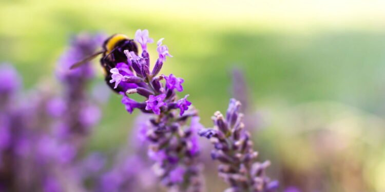 Poucas pessoas sabem: qual a finalidade de pendurar um raminho de lavanda no chuveiro e quais os benefícios que isso traz?