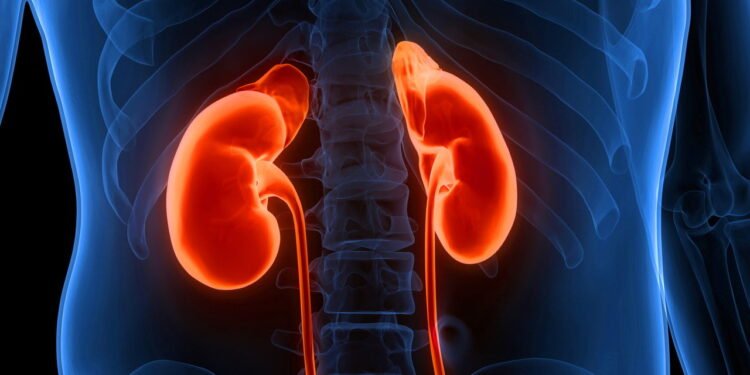 Nutricionistas revelam o alimento número 1 para uma melhor saúde renal