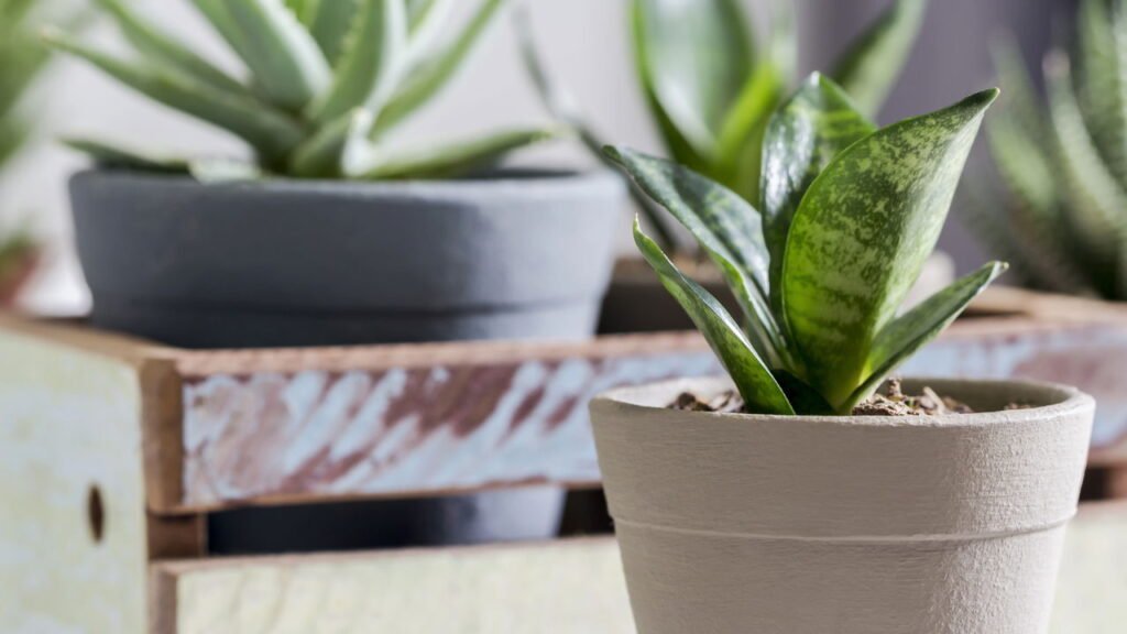 Essas 5 plantas são associadas à sorte e precisam de poucos cuidados