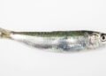 Sardinha enlatada vale a pena? A verdade surpreende