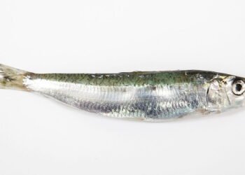 Sardinha enlatada vale a pena? A verdade surpreende