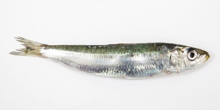 Sardinha - Créditos: depositphotos.com / karakedi35