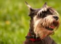 Poucos sabem: por que os schnauzers são os cães mais sérios do mundo