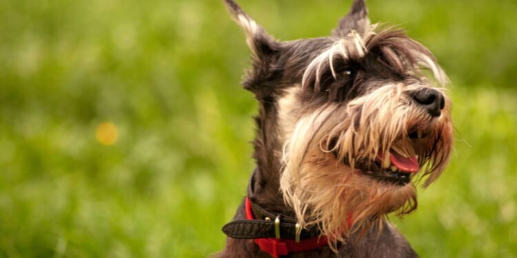 Poucos sabem: por que os schnauzers são os cães mais sérios do mundo