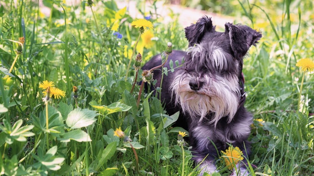 Poucos sabem: por que os schnauzers são os cães mais sérios do mundo